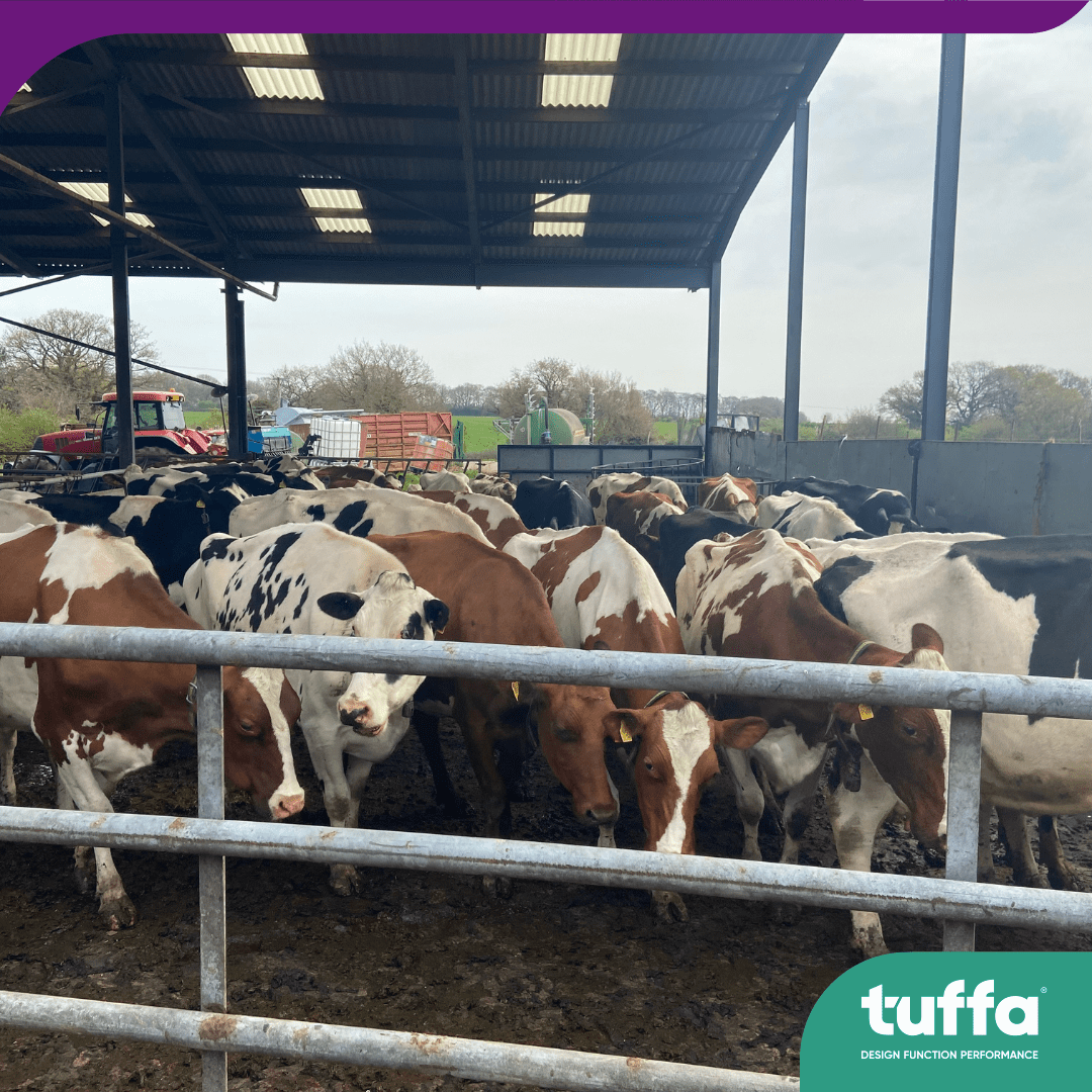 70 head of cattle at watery leese farm